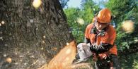 Kuinka kaataa puita moottorisahalla: perussäännöt, varotoimet, runkojen katkaisumenetelmät