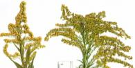Goldenrods: kaunis ja salakavala Goldenrod-kukkakoostumus