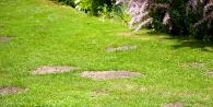 Các loại cỏ dại: tên, mô tả, ảnh Cách diệt cỏ dại leo trong vườn