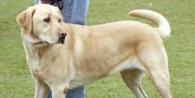 Little-known facts about Labradors