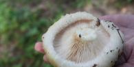 How to distinguish a real edible mushroom from a false one?