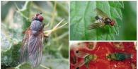 Как да се справим с малиновата муха