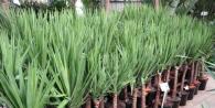 Have yucca: funktioner i pleje, reproduktion og overvintring