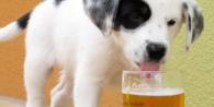 Kan en hund drikke alkohol?