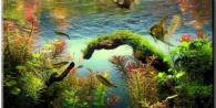 Кафяви водорасли в аквариума: борба с кафявите растения