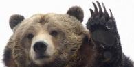 Защо мечтаете да бягате от мечка: тълкувания на книги за сънища