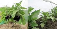 Dyrkning af auberginer i et drivhus som en plejemetode: teknologi og ordninger