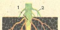 Hệ thống rễ dạng sợi và vòi