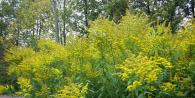 Goldenrod - الأنواع والزراعة والخصائص المفيدة لصيغة زهرة Goldenrod